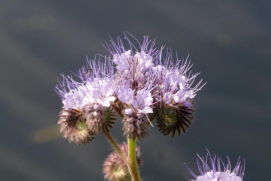 Phacelia, Bijenbrood, Bell-shaped Flower, Stamens, Ditch Side, At The Side Of The Road, Vegetable, Beauty, Water, Green Manure, Nature