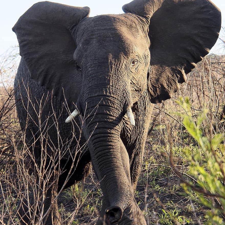 l'éléphant, safari, Afrique, la nature, animal, mammifère, région sauvage, faune, pachyderme, gros, tronc