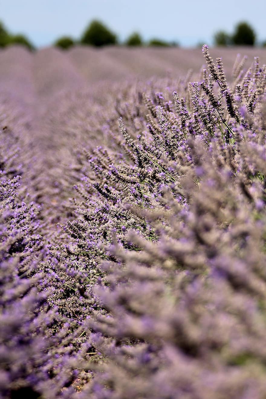 лаванда, поле, прованс, пурпурный, Виолетта, природа, летом, Франция