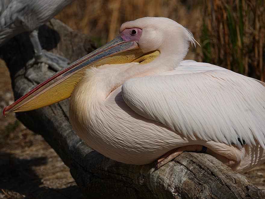 pelicano, pássaro, animal, pássaro aquático, animais selvagens, plumagem, bico, natureza, observação de pássaros, pena, animais em estado selvagem