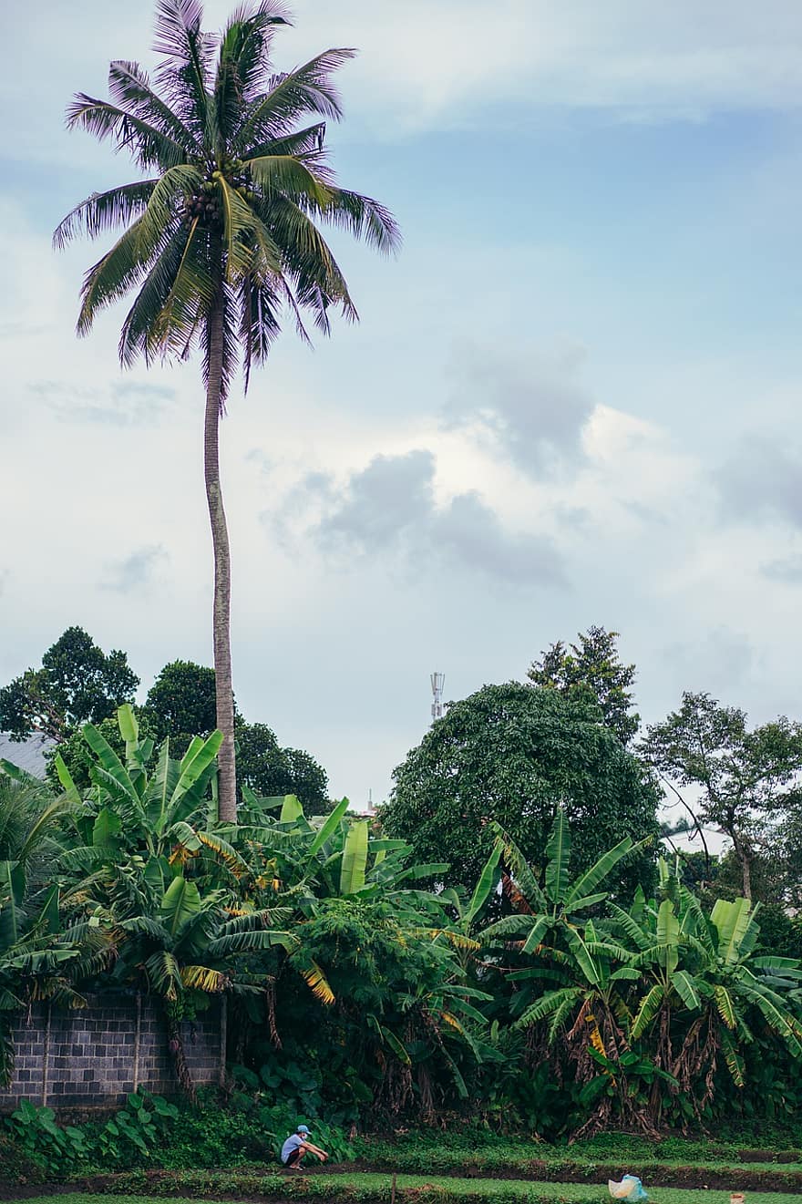 kokosový strom, palma, Příroda