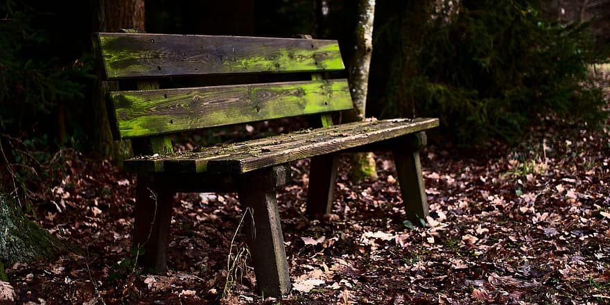 Bank, Bench, Seat, Wald, wood, forest, tree, leaf, green color, autumn, grass