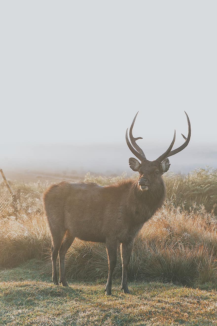 Animal, Wildlife, Elk, Deer