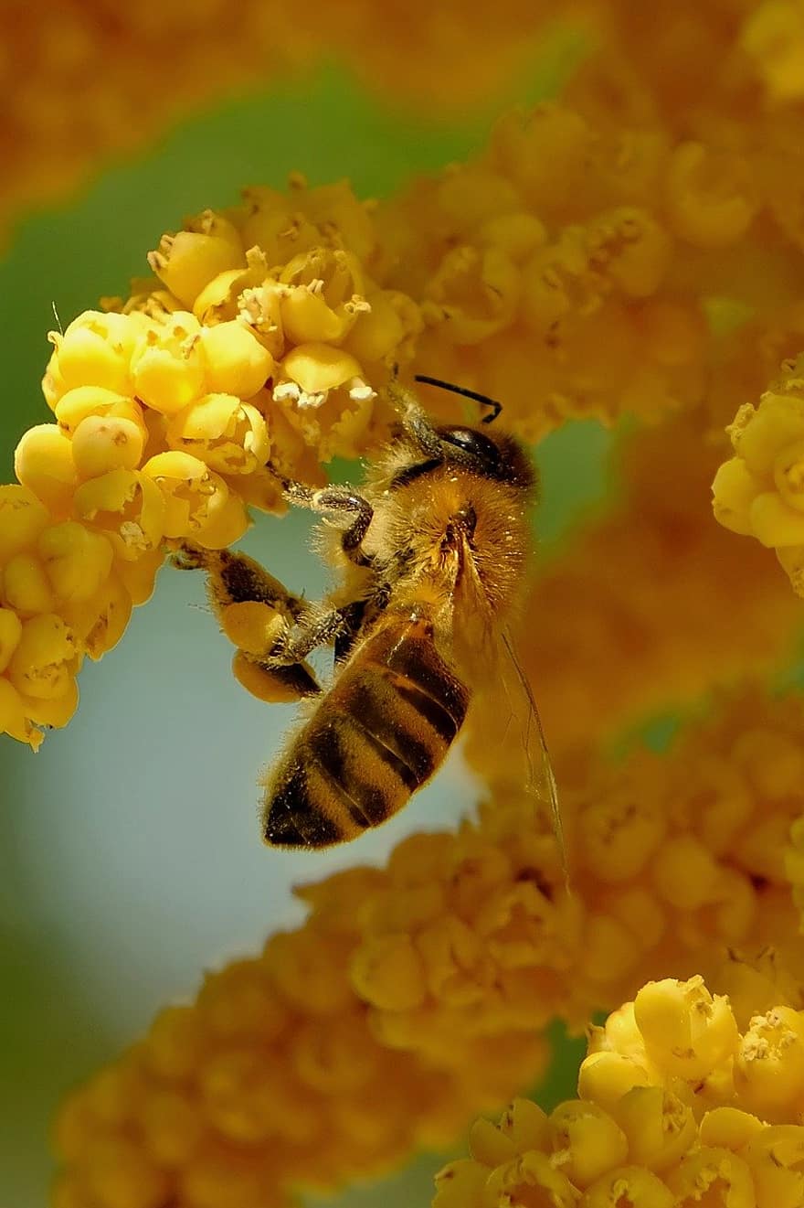 květ, palmový květ, včela, hmyz, včelí med, pyl, žlutá, letní, detail, opylování, rostlina