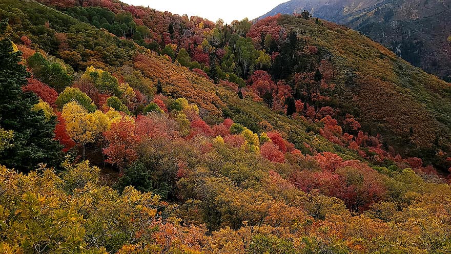 山岳、森林、秋、木、葉、風景、自然、森の中