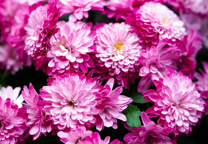 crisantems, flors, jardí, flors de color rosa, pètals, pètals de color rosa, flor, florir, flora, plantes