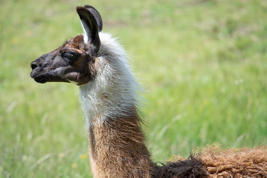 llama, thú vật, động vật có vú, vật nuôi, lama glama