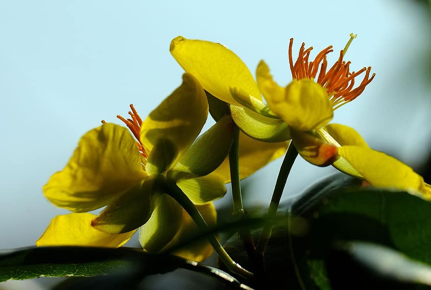 Gele Mai-bloem, bloemen, fabriek, gele abrikoos, gele bloemen, bloemblaadjes, bloeien, bloesem, boom, natuur