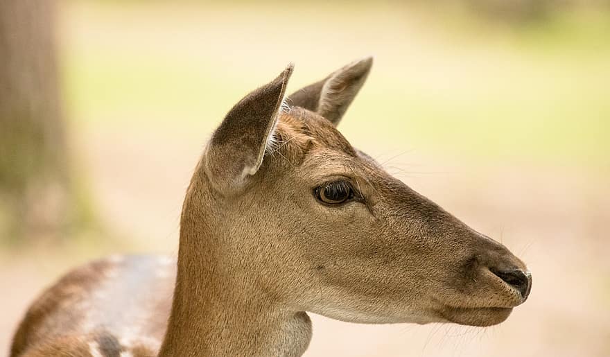 Fallow Deer, Mammal, Animal, Animal World, Forest, Forest Animal, Nature