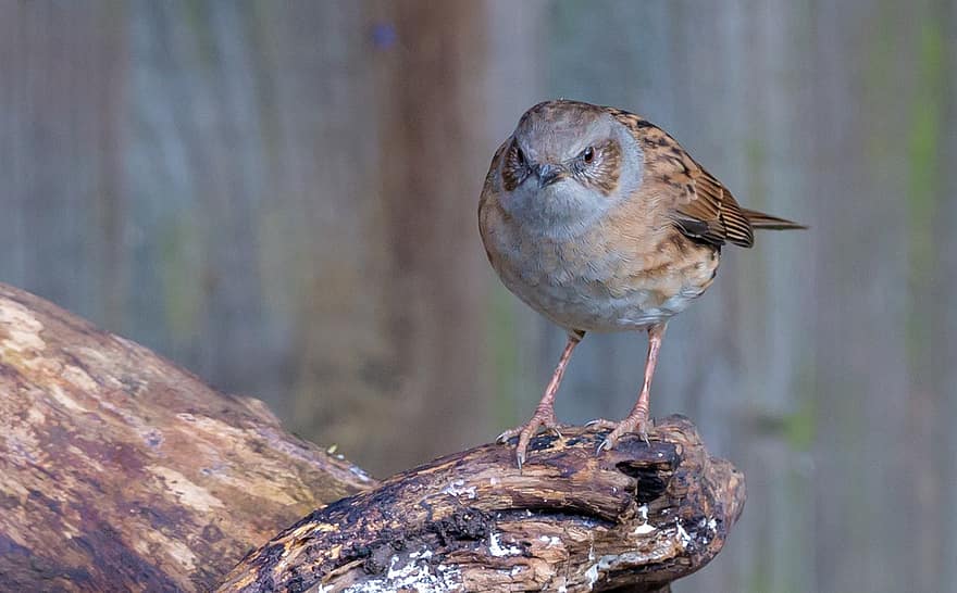 Dunnock, Bird, Animal, Hedge Sparrow, Passerine Bird, Wildlife, Fauna, Nature