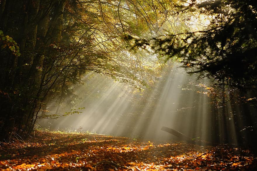erdő, erdei tisztás, köd, tisztás, napsugarak, esik, őszi színek, sugárzó, misztikus, természet