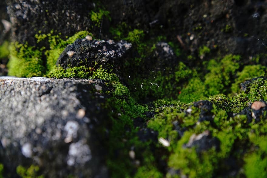 musgo, telaraña, piedra, fotografía macro, naturaleza, color verde, de cerca, bosque, planta, hoja, rock
