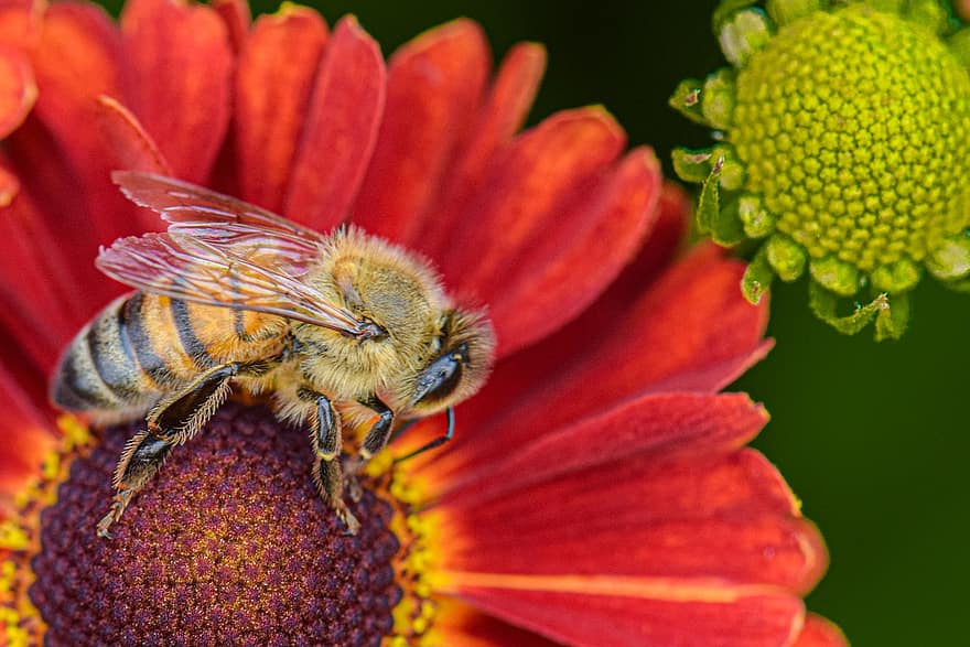 Honigbiene, Biene, Blume, Insekt, Pflanze, Natur, Makro