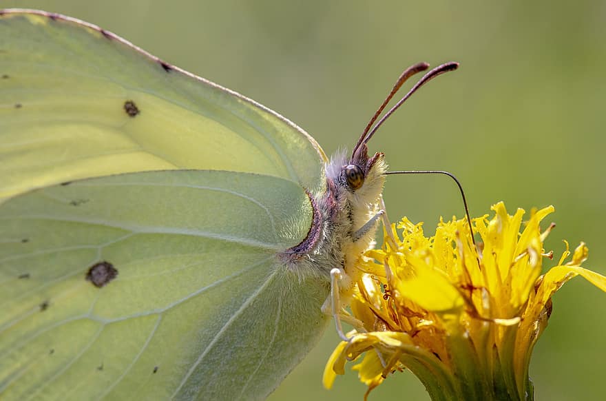 motýl, hmyz, obyčejná síra, křídla, gonepteryx rhamni, zvíře, detail, letní, volně žijících živočichů, makro, list