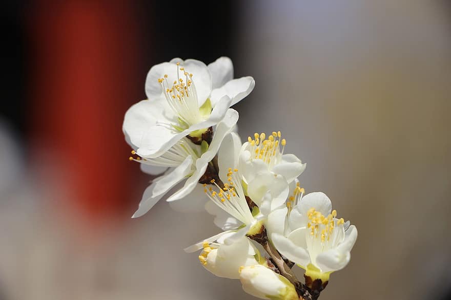 Pfirsichblüte, Blume, Blühen, Pflanze, Frühling, weiße Blütenblätter, blühen, Flora, botanisch, Peking