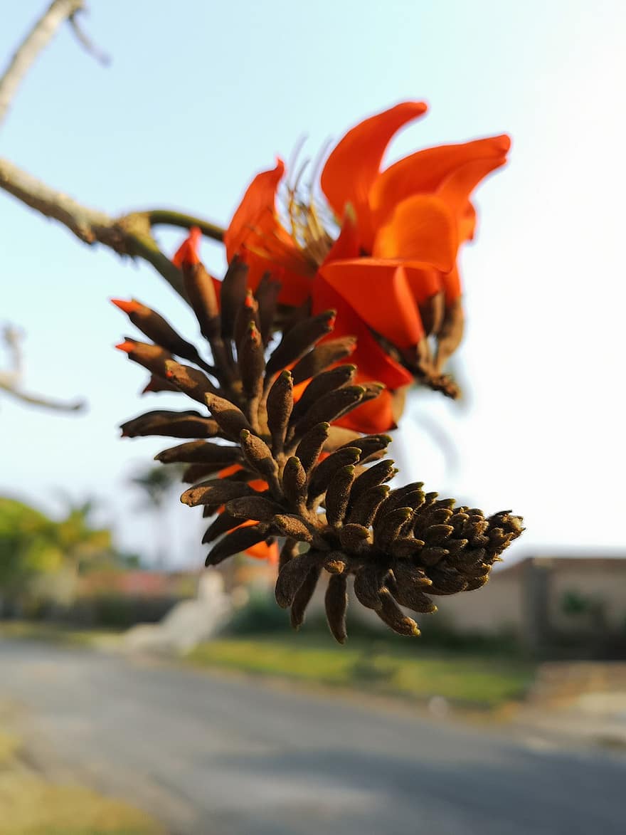 Albero di corallo africano, fiori, ramo, Erythrina, fiori d'arancio, petali, gemme, fioritura, albero, pianta, natura
