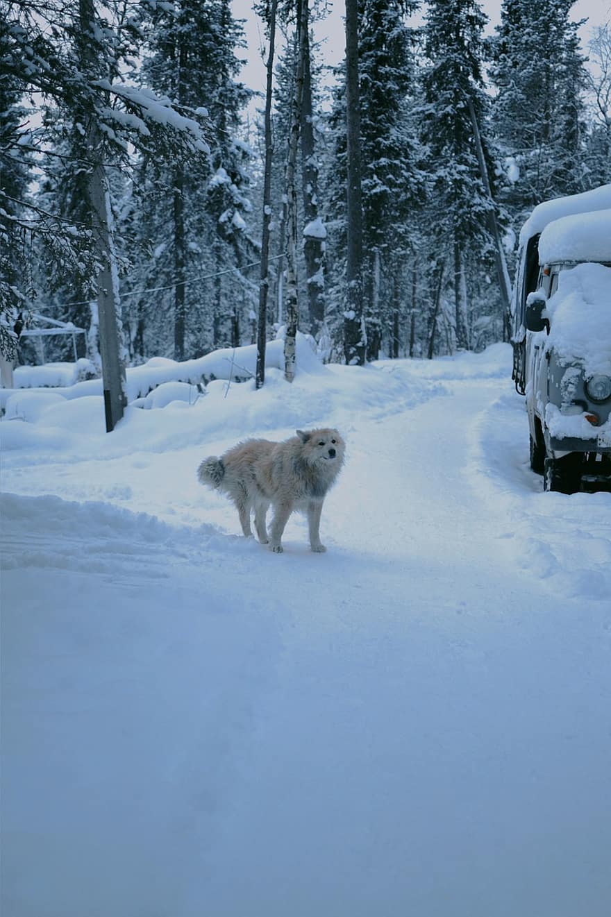волк, собачий, снег, зима, животное, мех, рыло, млекопитающее, волчанка, фотография животных, хищник