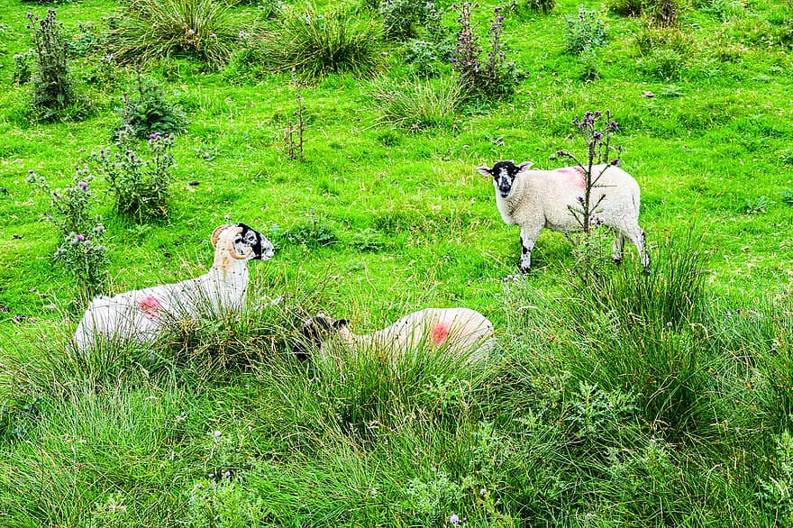 hayvanlar, doğa, yemek, koyun, sevimli, hayvan dünyası, kürk, tembel, İrlanda, yeşil, otlar