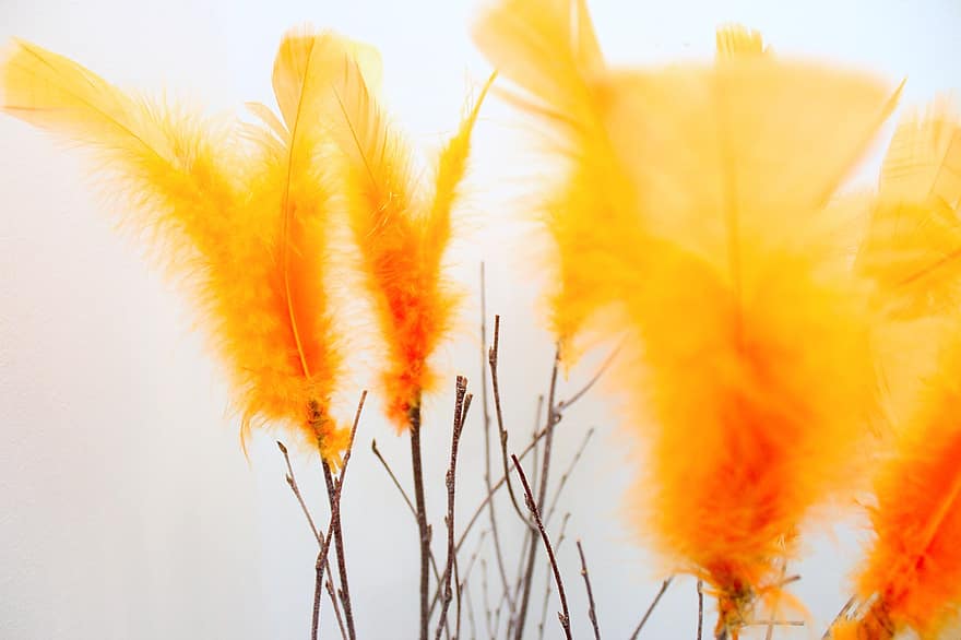 Feather, Plume, Decoration, Orange Feather, Down, Decor, Ornament, close-up, plant, yellow, autumn
