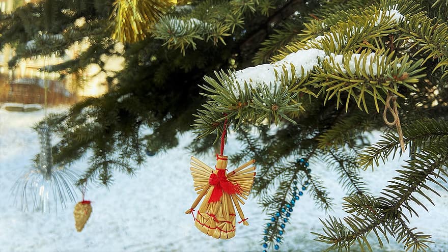 苗木、クリスマスツリー、トウヒ、自然、飾り物、お祝いの、木、デコレーション、冬、お祝い、シーズン