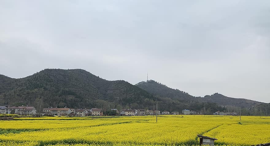violació, naturalesa, agricultura, rural, Nanzhang