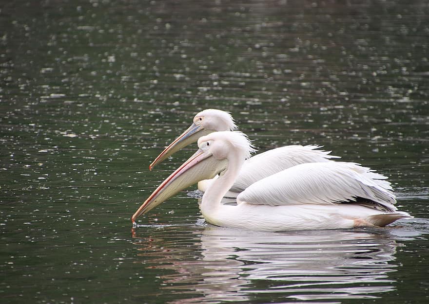 pelicans, ocells, estany, vadear, aus d'aigua, aus aquàtiques, animals, vida salvatge, bec, factura, plomes