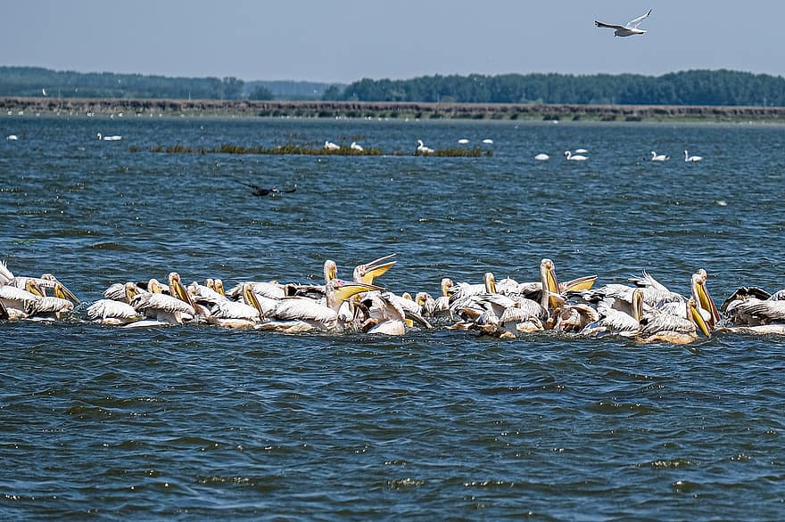 Didieji baltieji pelikanai, paukščių stebėjimas, Dunojaus delta, Rumunija, Mahmudija, Carasuhatarea, Paukščių grafika, paukščių, Valtys, išsaugojimas, ekologija