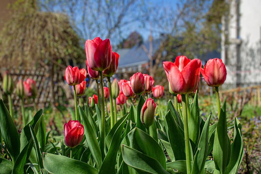 tulipaner, blomster, vår, planter, røde tulipaner, røde blomster, blomst, blomstre, hage