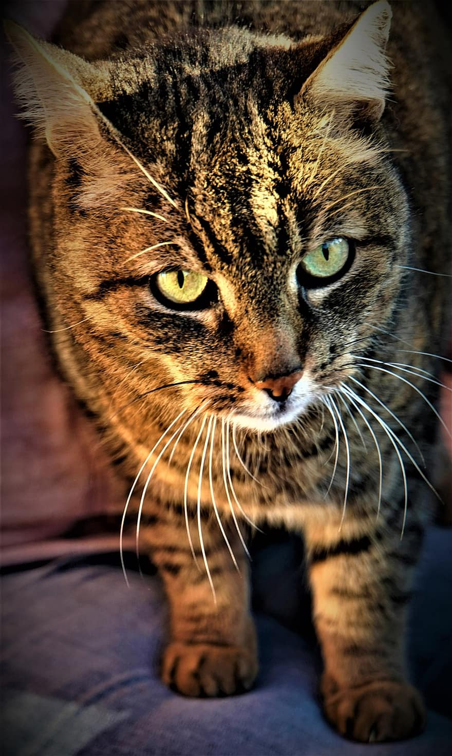 Γάτα, ζώο, πορτρέτο, σπίτι τίγρης, γατάκι, μάτια, τίγρη, τα μάτια της γάτας, πράσινα μάτια, ομορφιά, περίεργος