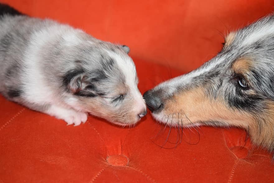 Σκύλοι, το σκυλί μαμά και το κουτάβι της, ρύγχος, shetland sheepdog, shetland sheepdog μπλε merle, τα κατοικίδια ζώα, τρυφερότητα, στοργή, φιλιά σκυλί, φιλί, μωρό σκυλί