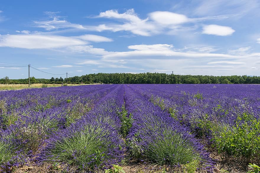 lavender, bidang, violet, bunga-bunga, parfum, alam, Lavendula, provence, aromatik, pertanian, Perancis