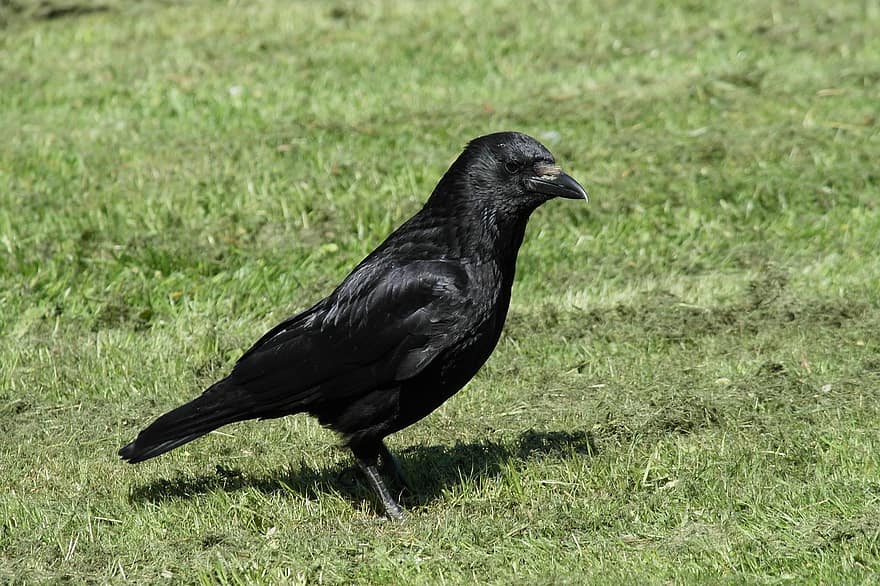 Bird, Raven, Crow, Animal, Nature, Fauna, Beak, feather, animals in the wild, grass, one animal