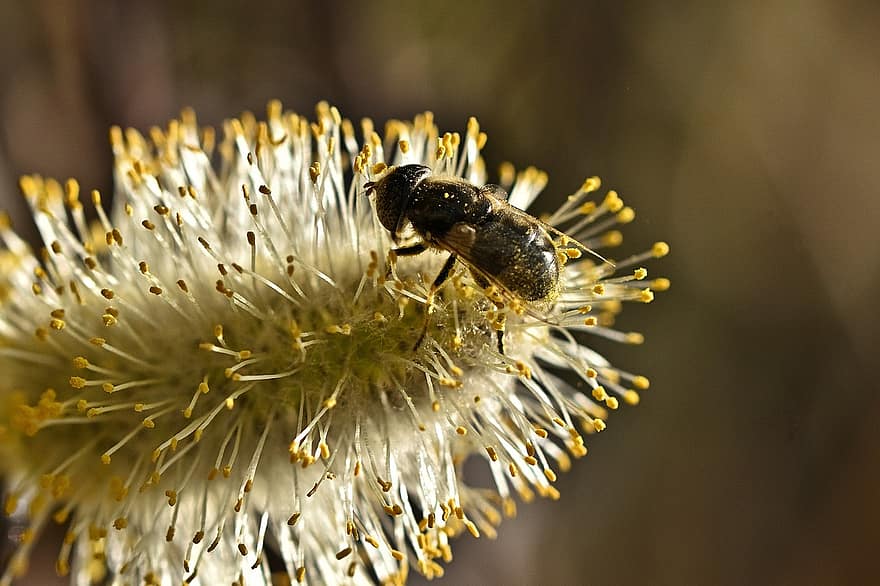 abella, nèctar, llagosta de salze, abella salvatge, insecte, polinització, catkin, planta, jardí, naturalesa