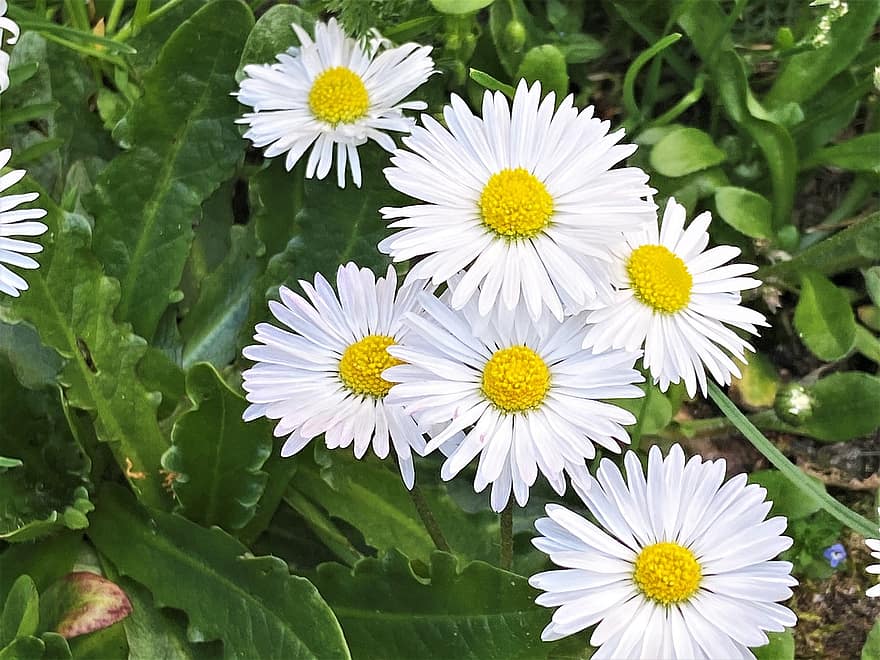 Spring Flowers, Daisies, White Daisies, Daisy, Grass, The Petals, Meadow, Chamomile, Flower, Spring, Plant