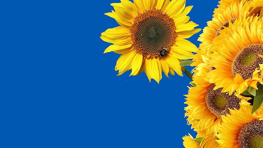 bunga matahari, ukraina, bunga-bunga, alam, latar belakang, bunga kuning, kuning, musim panas, bunga, menanam, biru