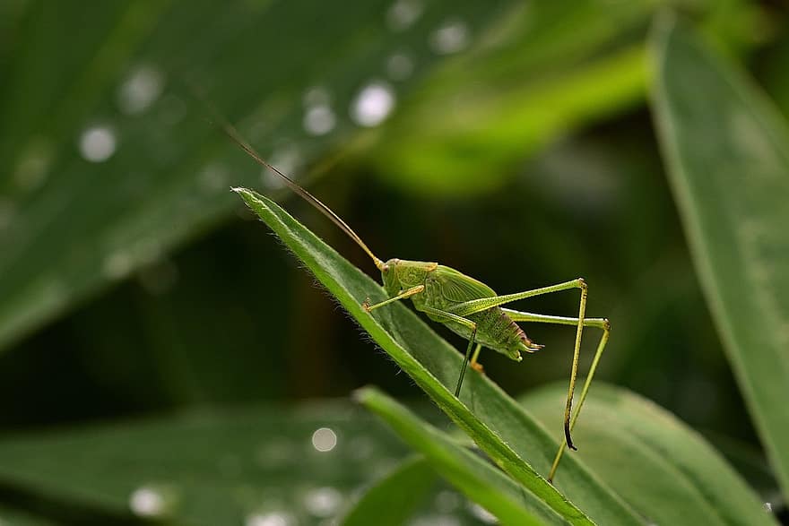 insect, grasshopper, bug, nature, close-up, macro, animal, leaf, green color, outdoors, locust