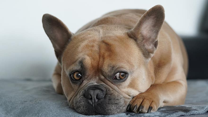 Fransız Bulldog, köpek, portre, tatlı, sevimli, hayvan, hayvan portresi, köpek portre, kürk, yorgun, uyku