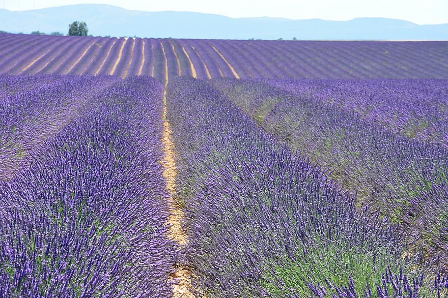 lavender, bunga-bunga, bidang, bunga ungu, berkembang, mekar, keharuman, tanaman, bidang lavender, pemandangan, musim panas