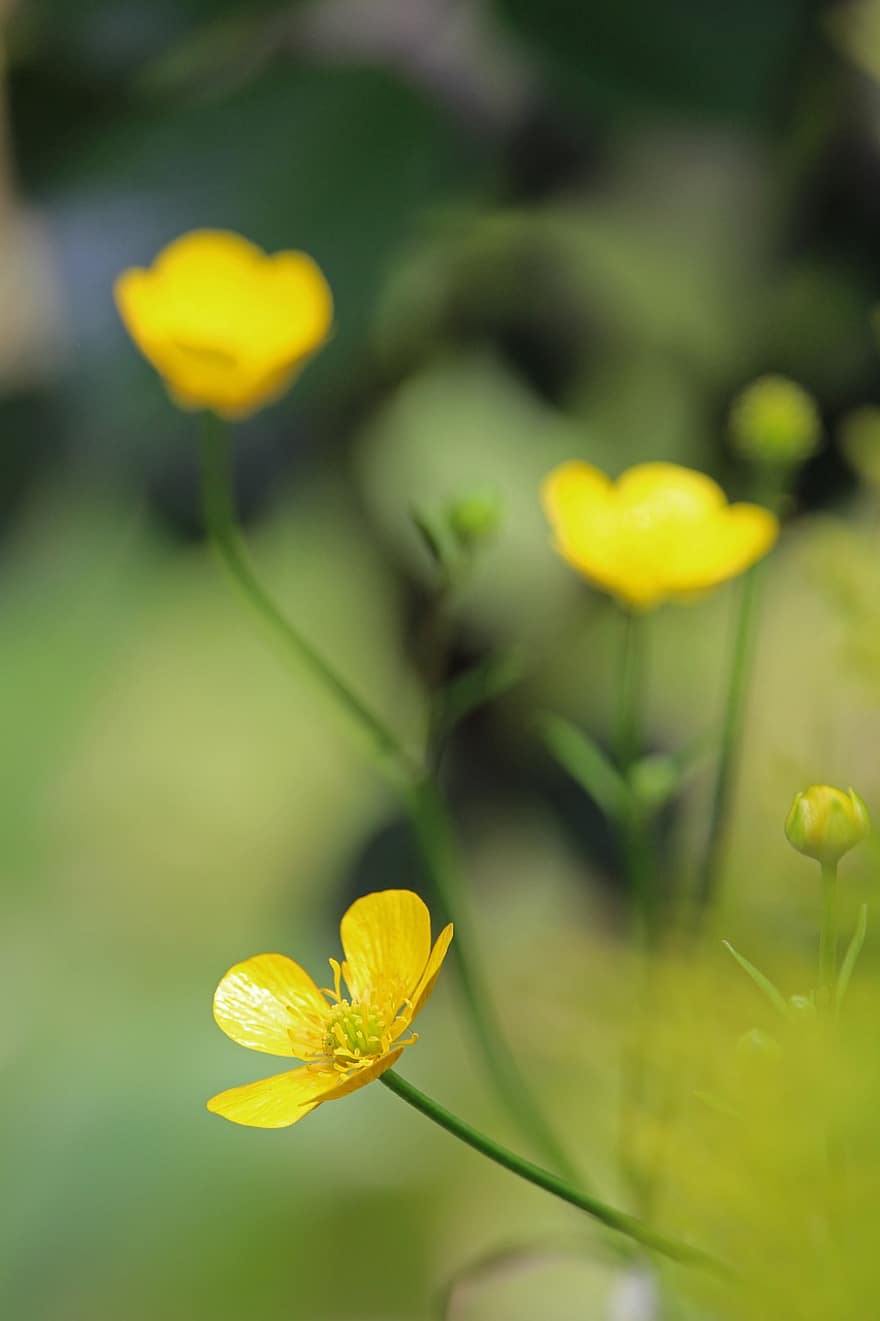 Caltha Palustris, Meadow, Yellow, Nature, Plant, Spring, Blossom, Bloom, Dotterblume, Pointed Flower, Landscape