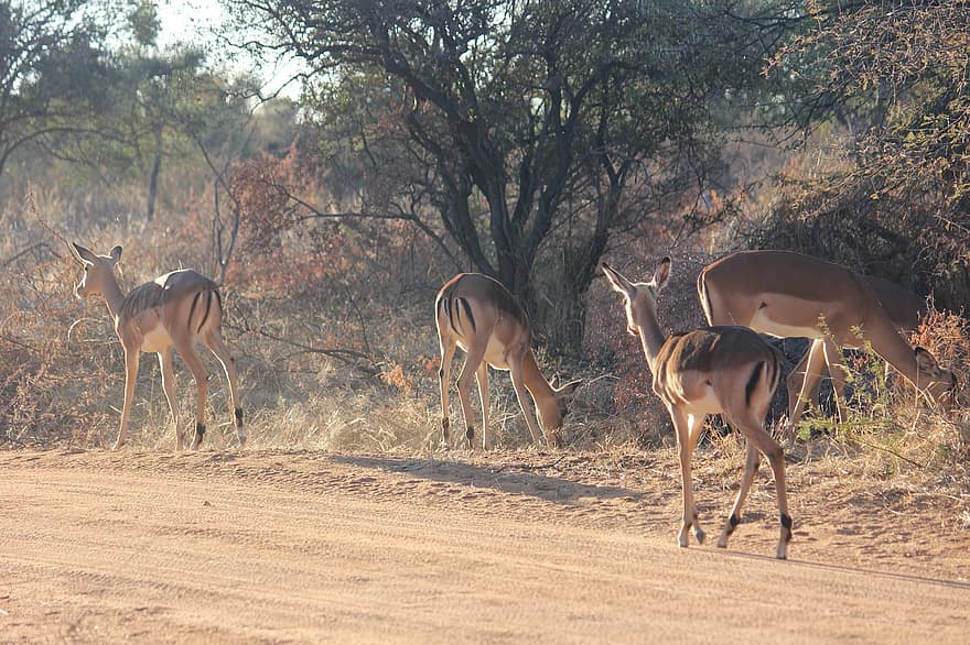 impalas, gazelles, antilopes, Afrique, faune, animaux