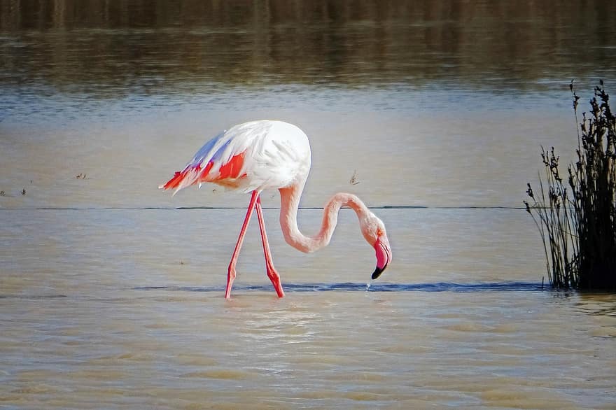 flamingo, pássaro, lago, penas, plumagem, pântano, natureza, agua, pena, animais em estado selvagem, bico