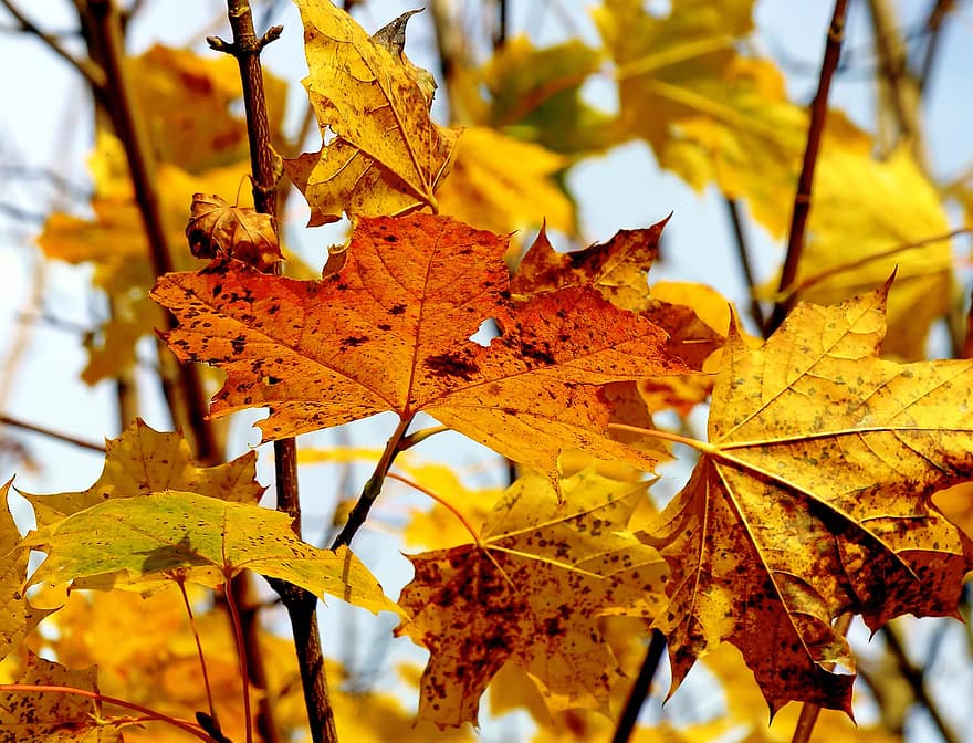 Herbst, Ahorn, Blätter, Laub, Herbstblätter, Herbstlaub, Herbstfarben, Herbstsaison, orange Blätter, Orangenlaub, Wald