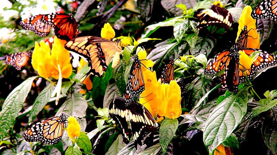 những con bướm, những bông hoa, Thiên nhiên, cây, côn trùng, côn trùng học, nhiều màu, bươm bướm, cận cảnh, màu vàng, màu xanh lục