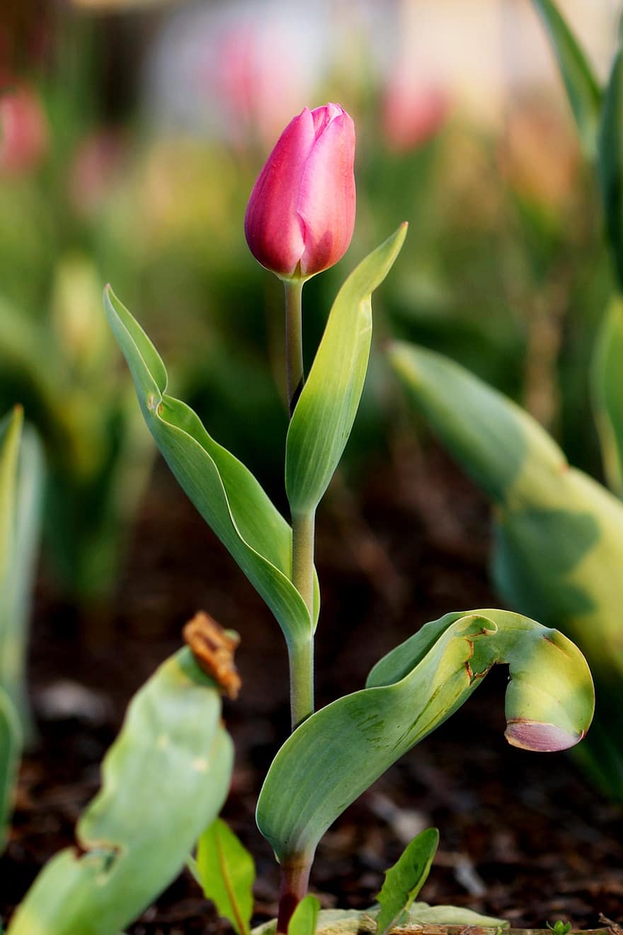 tulipan, kwiat, ogród, różowy tulipan, płatki, płatki tulipanów, kwitnąć, flora, roślina, wiosenny kwiat, liść