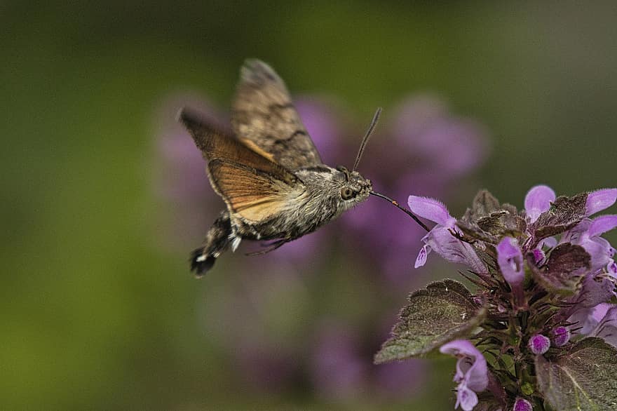Hummingbird Hawk Moth, Insect, Flower, Nectar, Flying, Wings, Hawk Moth, Animal, Plant, Garden, Nature