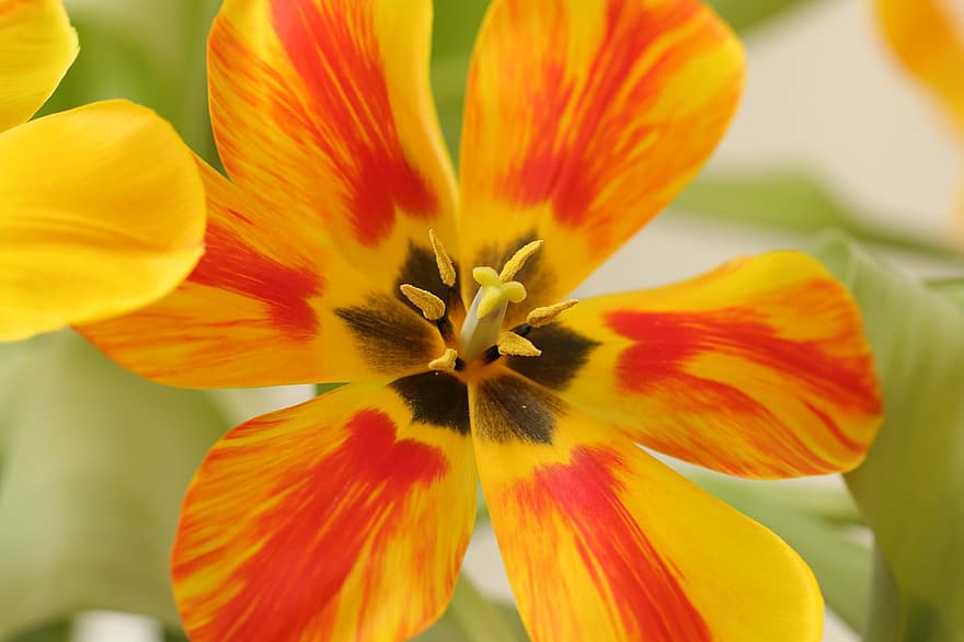 tulipán, květ, rostlina, okvětní lístky, jarní květina, flóra, jaro, Příroda