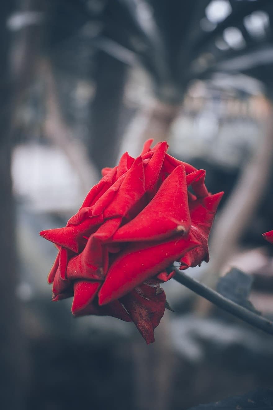 ruusu-, kukka, punainen ruusu