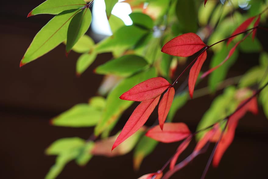 červené listy, listy, zahrada, Botanická zahrada, Příroda, list, rostlina, strom, detail, pozadí, podzim