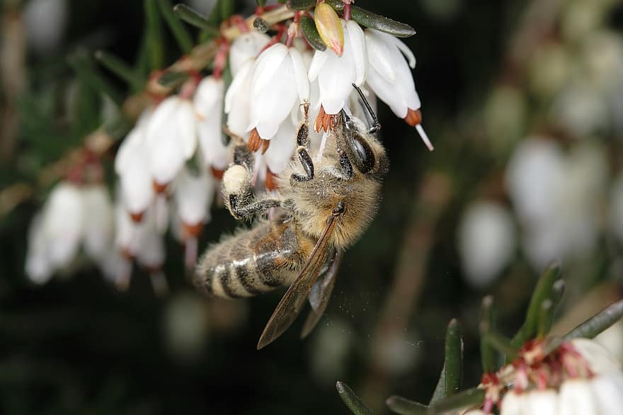मधुमक्खी, फूल, सूजन, सेचन, परागन, कीट, पंखों वाले कीड़े, कलापक्ष, सफ़ेद फूल, फूल का खिलना, खिलना