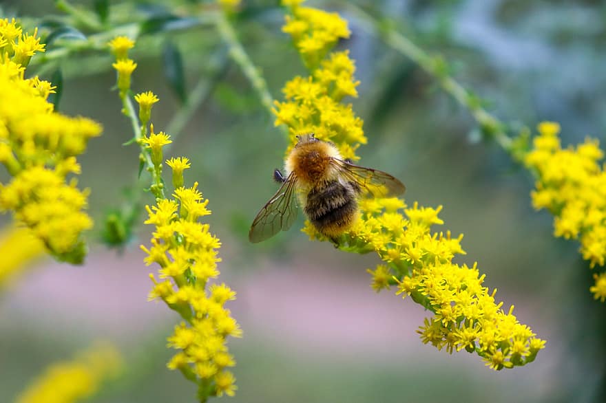lebah, lebah madu, alam, goldenrod, mekar, berkembang, menanam, serangga